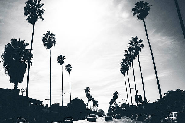 los angeles street. - palm tree california city of los angeles venice beach - fotografias e filmes do acervo