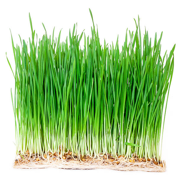 グリーンの草木 - ground green wheatgrass isolated ストックフォトと画像