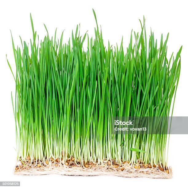 Green Wheat Grass Stock Photo - Download Image Now - Agricultural Field, Agriculture, Beauty In Nature