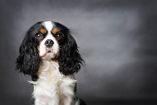 собака портрет - cavalier стоковые фото и изображения