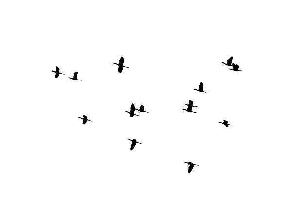 istock flying of flock birds silhouette on white background 501059544