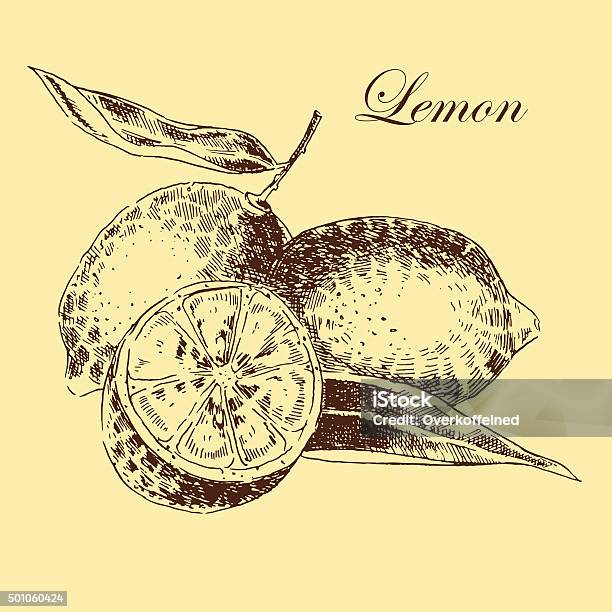 Vector Lemon Citrus Hand Drawn Sketch In Ink And Pencil Stock Illustration - Download Image Now