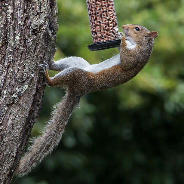 Garden Squirrel acrobatics This image shows a cheeky Grey Squirrel clinging on for dear life whilst attempting to steal peanuts from a garden bird feeder. Taken using a zoom lens in a garden in Twickenham, Richmond Upon Thames, London, UK bird feeder photos stock pictures, royalty-free photos & images