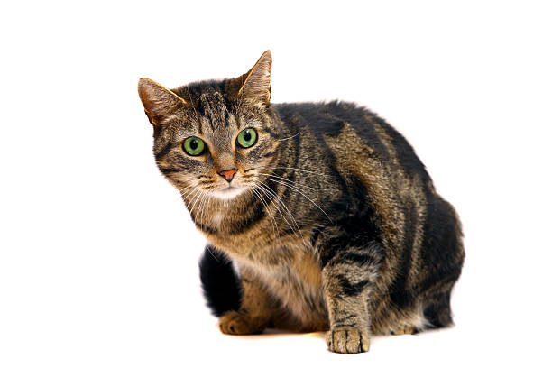 istock Large adult tabby cat on white 501061555