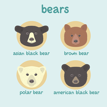 Bear faces vector set: asian black bear, brown bear, polar bear, american black bear.