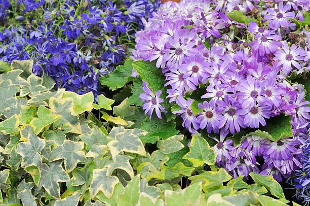 Cineraria A variety of beautiful Cineraria plants in bloom. belle isle stock pictures, royalty-free photos & images