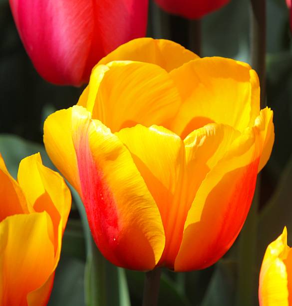 istock Bright Yellow And Orange Tulip 501062049