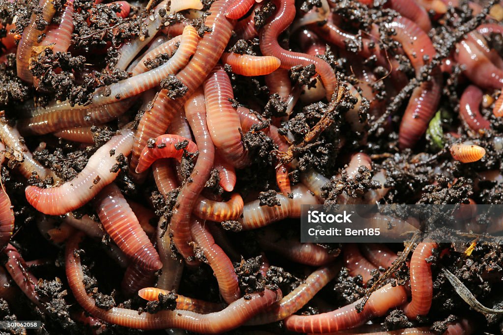 Earthworms Earthworms (Dendrobena Veneta) for Fishing or Compost 2015 Stock Photo