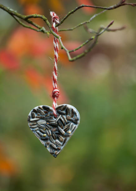 Heart shaped bird feeder hanging on the tree. Heart shaped bird feeder hanging on the tree. Help people to animals. bird seed stock pictures, royalty-free photos & images