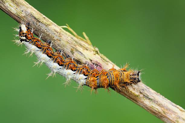 istock Caterpillar of Polygonia c-album 501062661