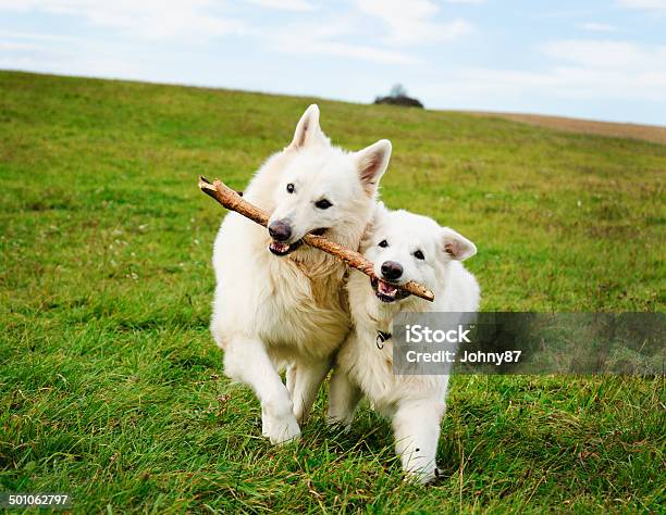 Due Cani In Esecuzione - Fotografie stock e altre immagini di Allegro - Allegro, Ambientazione esterna, Animale