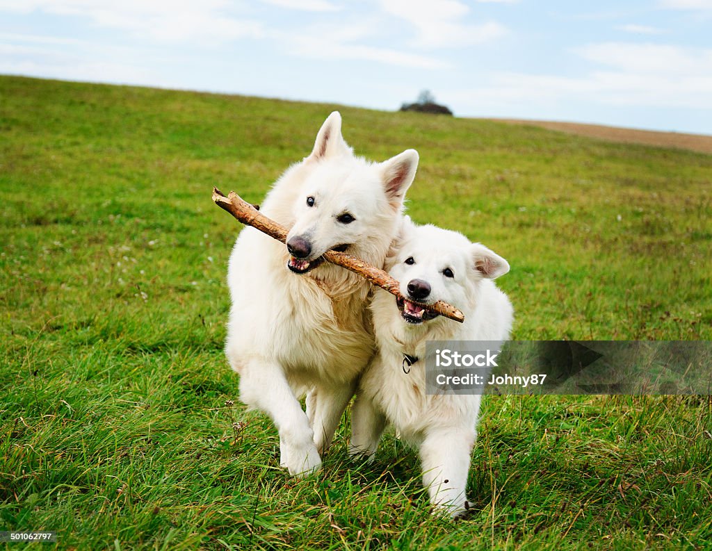 Two running dogs Two white dogs running in the meadow Animal Stock Photo