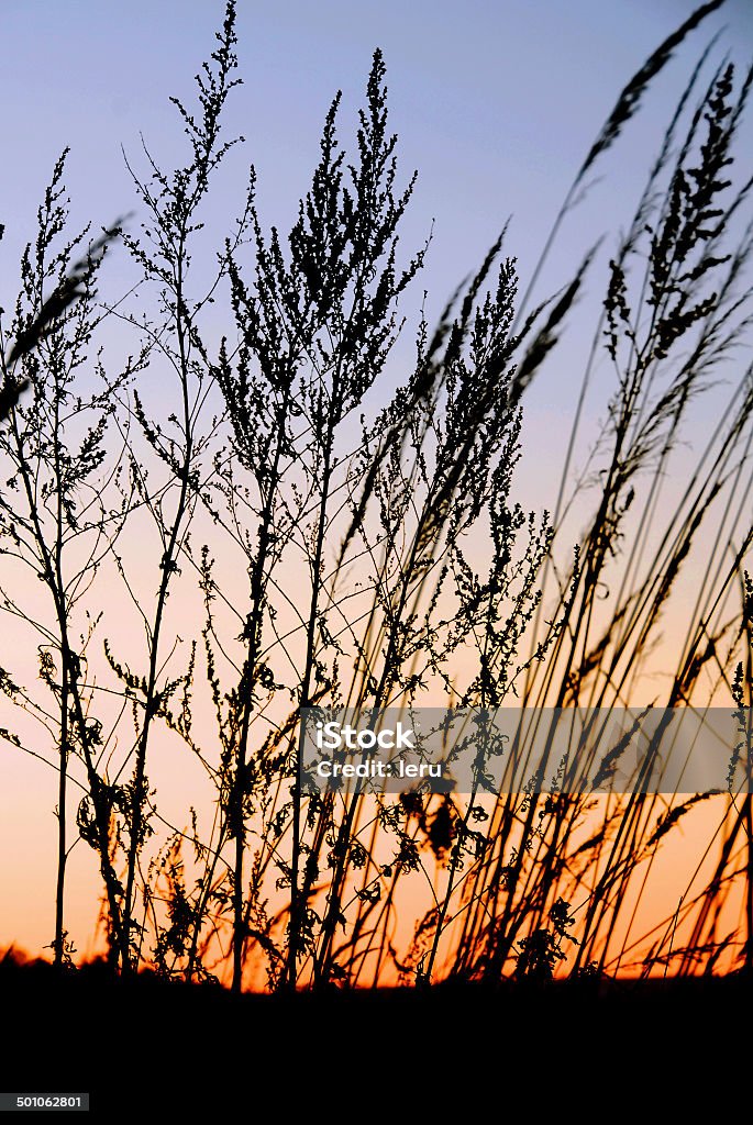 Silhouettes of grass spikes in sunset Abstract Stock Photo