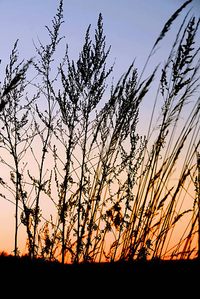 Silhouettes of grass spikes in sunset stock photo