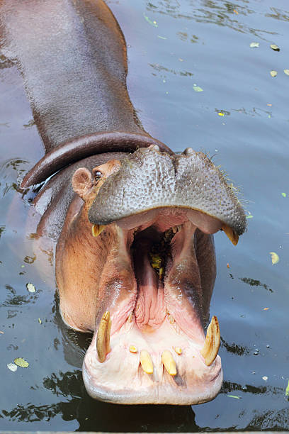 istock Hippo portrait in the nature 501062893