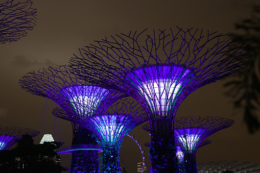 Singapore, Singapore - May 19, 2014: Gardens by the Bay in Singapore at night. Supertree Grove Stand in awe of the amazing Supertrees. These uniquely designed vertical gardens of 25 to 50-metres tall have large canopies that provide shade in the day and come alive with an exhilarating display of light and sound at night.