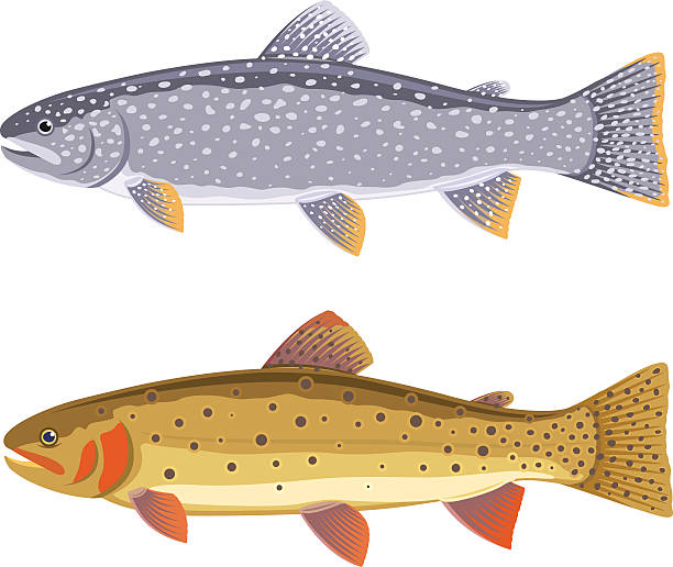 Lake trout and cutthroat trout vector art illustration