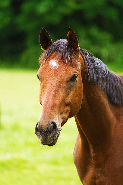 istock beautiful horse outdoors 501063883