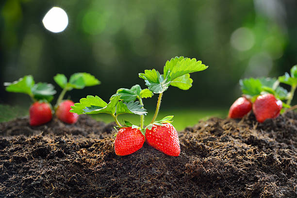 strawberriesstrawberry - strawberry plant imagens e fotografias de stock