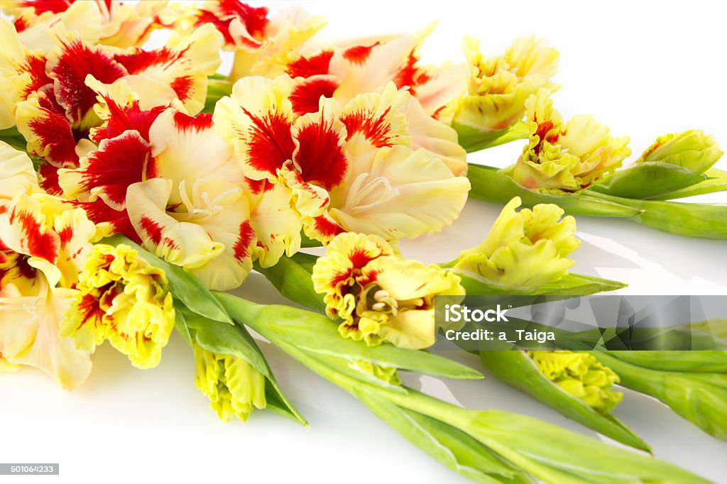 Beautiful red and white gladiolus isolated  horizontal Beautiful fresh colorful fresh red and yellow gladiolus isolated  close up  horizontal Beauty In Nature Stock Photo