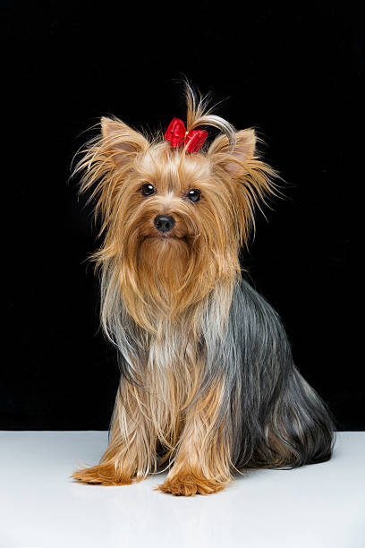 istock Beautiful yorkshire terrier in fancy hat 501064246