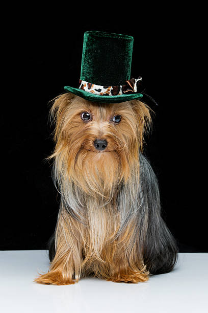 istock Beautiful yorkshire terrier in fancy hat 501064264