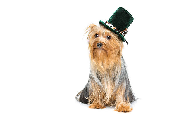 istock Beautiful yorkshire terrier in fancy hat 501064326