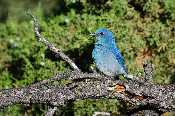 istock Profile of a Mountain Bluebird 501064569