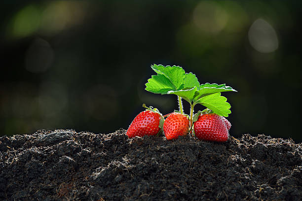 des fraises - strawberry plant photos et images de collection