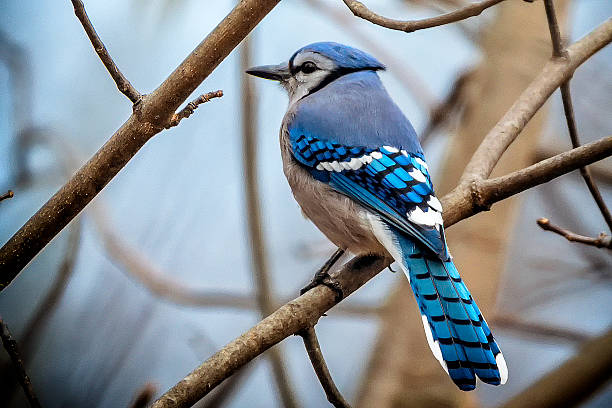 Beautiful Blue Jay This is a photograph of a beautiful blue jay perched in a tree in mid December in Columbus, Ohio. jay photos stock pictures, royalty-free photos & images