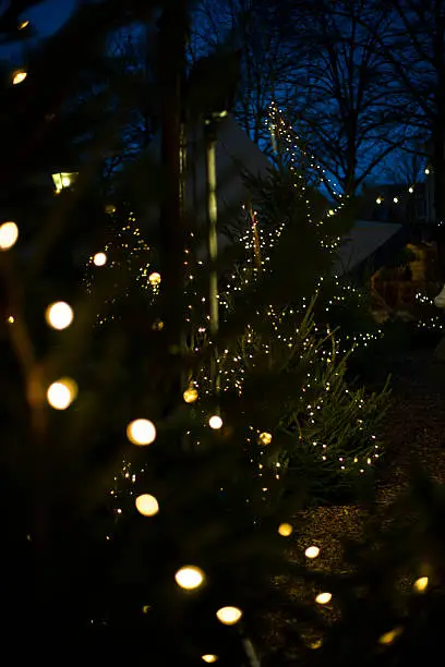 Photo of Christmas lights on tree at night.