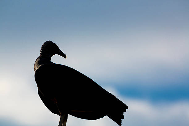 Silhouette of scavenger against a cloudy blue sky, Brazil Silhouette of scavenger with blue sky in the background at the zoo of Manaus, Brazil eagle bald eagle american culture feather stock pictures, royalty-free photos & images