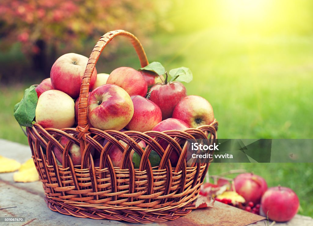 Basket with apples on the grass in the orchard Apple - Fruit Stock Photo