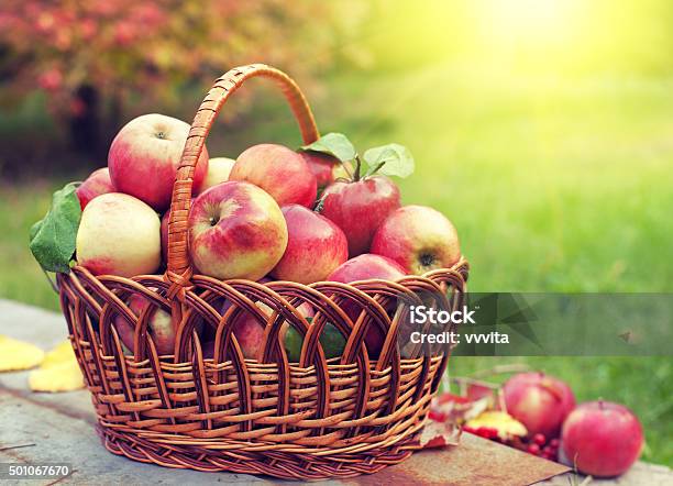Basket With Apples On The Grass In The Orchard Stock Photo - Download Image Now - Apple - Fruit, Basket, Autumn