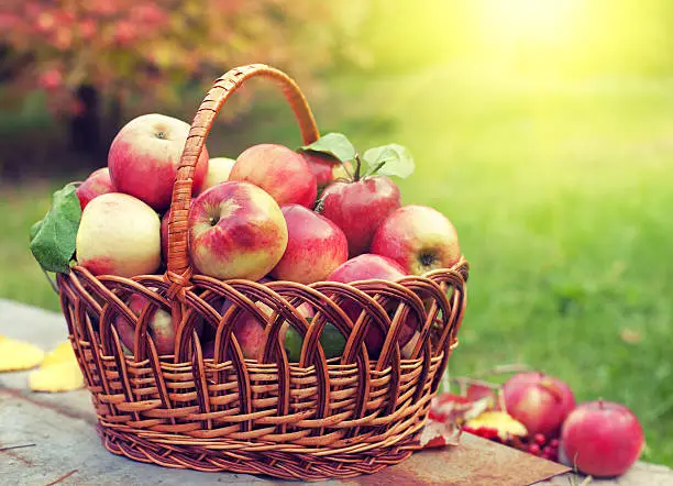 Photo of Basket with apples on the grass in the orchard