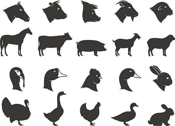 illustrations, cliparts, dessins animés et icônes de silhouettes animaux de la ferme et icônes - cochon dinde