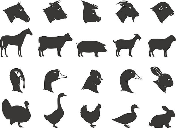 Farm Animals Silhouettes and Icons Vector farm animals silhouettes isolated on white. Livestock and poultry icons collection for groceries, meat stores, packaging and advertising. pig silhouettes stock illustrations