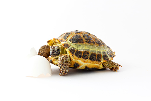 Turtle on the white background