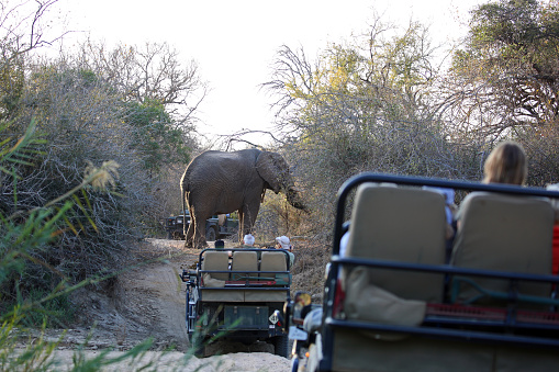 Karongwe, South Africa - August 15, 2015: An African Elephant (Loxodonta africana) creates a traffic jam with safari vehicles in Kruger National Park.