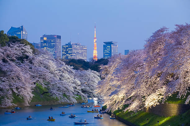 Beautiful sakura cherry blossom light up and Tokyo Tower Beautiful sakura cherry blossom light up and Tokyo Tower landmark at Chidorigafuchi Tokyo tokyo sakura stock pictures, royalty-free photos & images