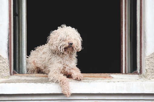 White puli, Hungarian Komondor shepherd dog relaxing on a window.