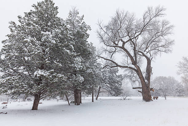 istock Arizona Winter Snowstorm 501084282