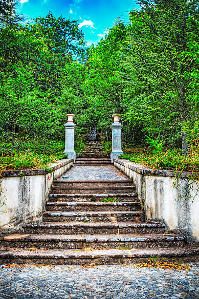 istock old stairs in the forest 501084362