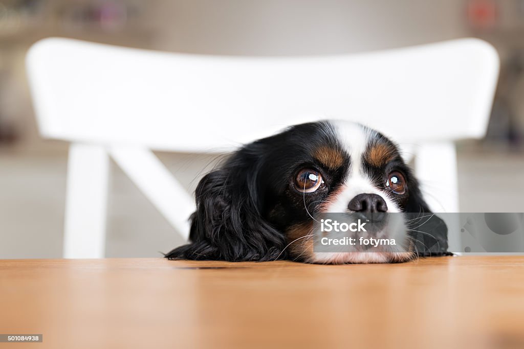 dog begging cute dog begging for food at the kitchen table Dog Stock Photo