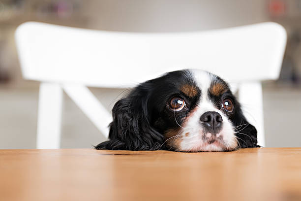 dog begging cute dog begging for food at the kitchen table Begging stock pictures, royalty-free photos & images