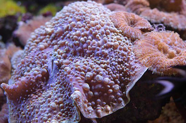 Spotted Mushroom coral