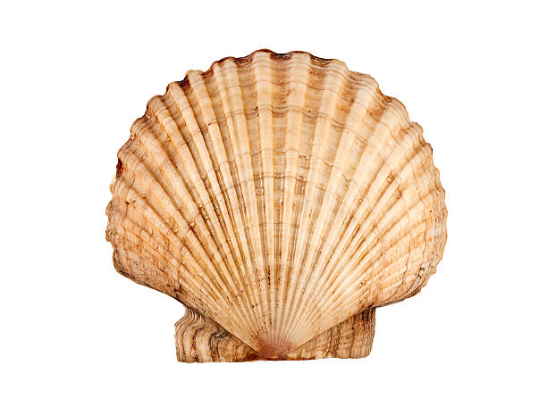 Scallop. Big beautiful scallop isolated on white. seashell stock pictures, royalty-free photos & images