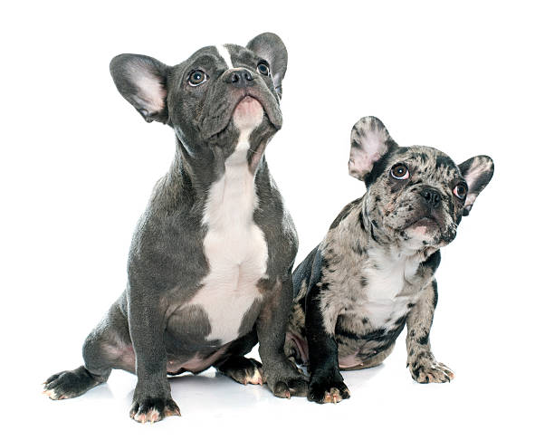 istock puppies french bulldog 501087842