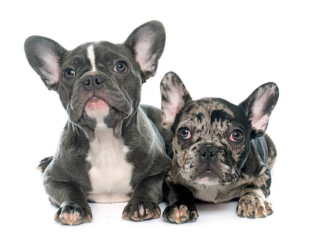 istock puppies french bulldog 501087888
