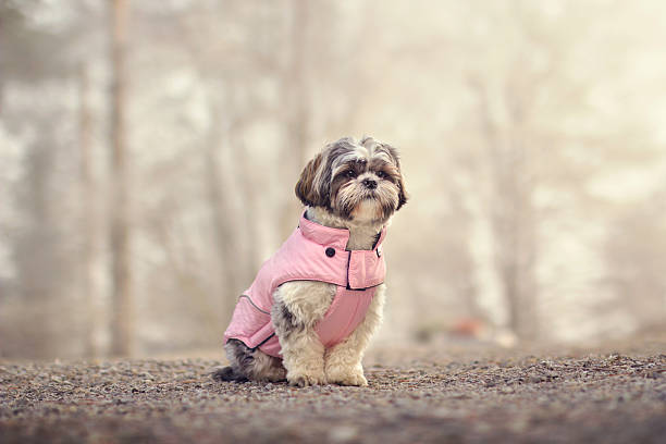 shih tzu en una chaqueta - shih tzu cute animal canine fotografías e imágenes de stock